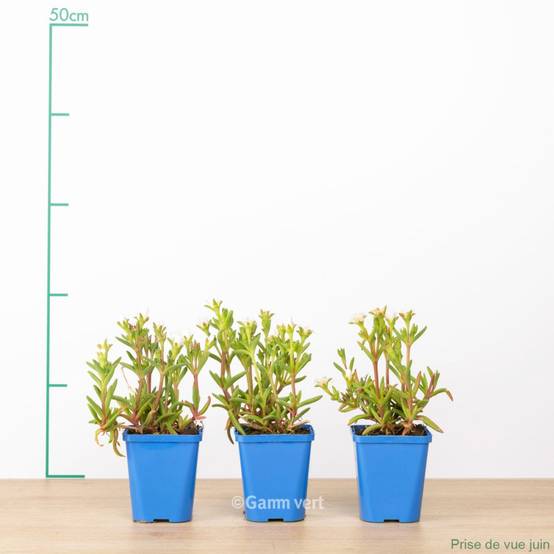 Delosperma WoW White Wonder ® lot de 3 - Image 1