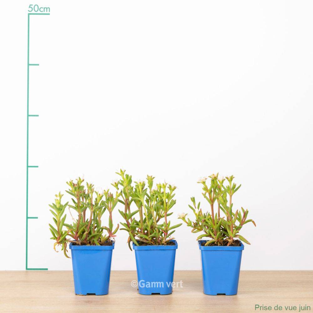 Delosperma WoW White Wonder ® lot de 3 - Image 1