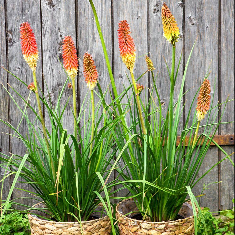 Tritoma orange - Kniphofia uvaria grandiflora - Image 1