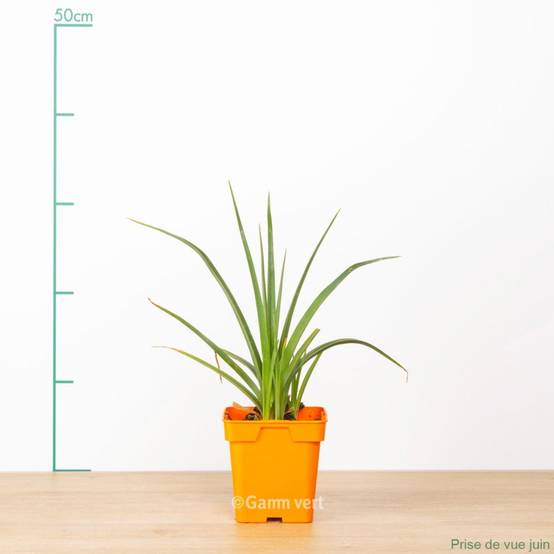 Tritoma orange - Kniphofia uvaria grandiflora - Image 3