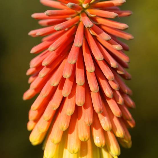 Tritoma orange - Kniphofia uvaria grandiflora - Image 4