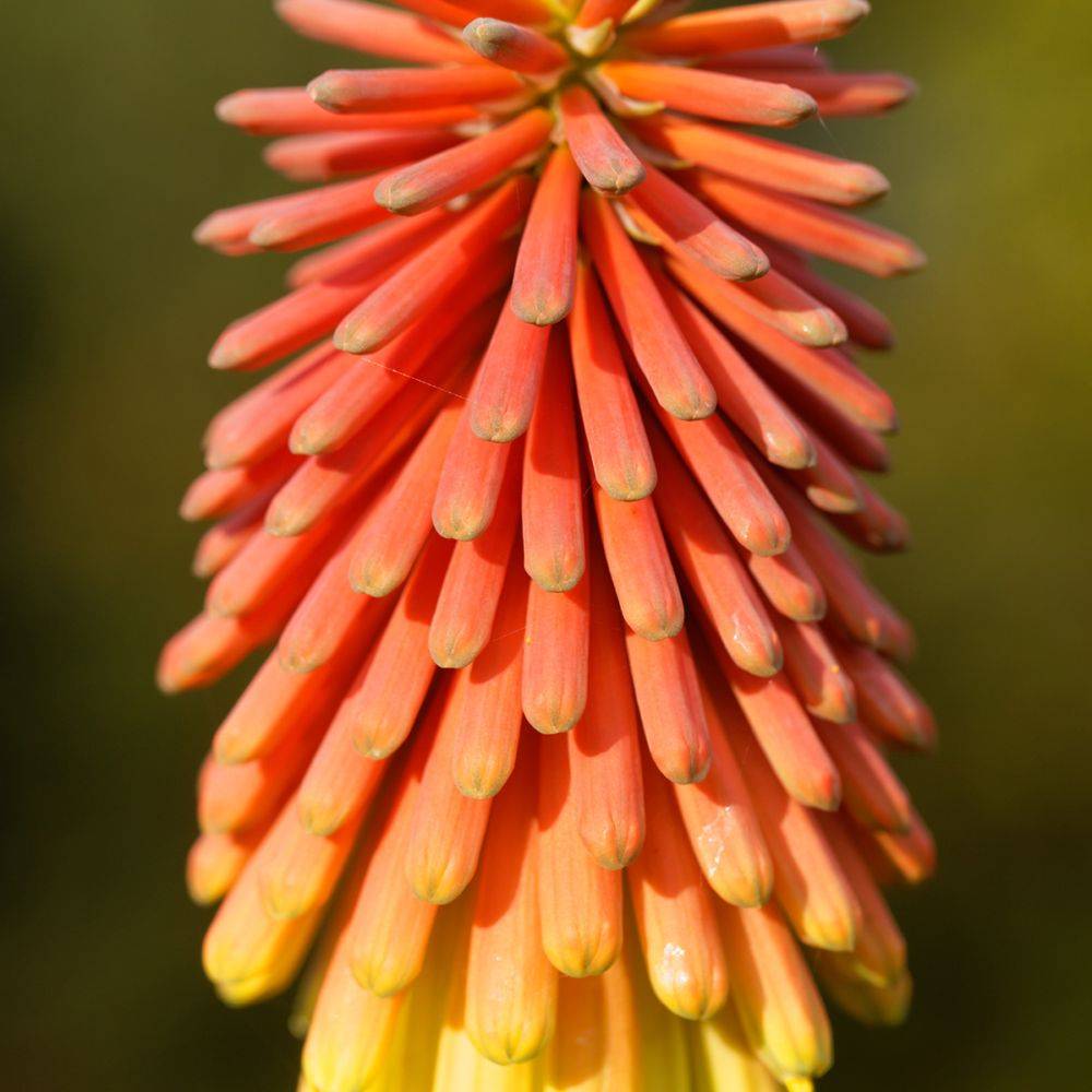 Tritoma orange - Kniphofia uvaria grandiflora - Image 4