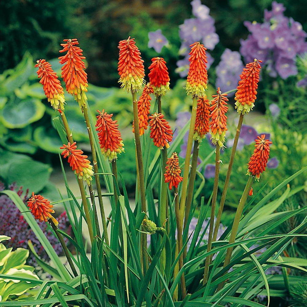 Tritoma orange - Kniphofia uvaria grandiflora - Image 2