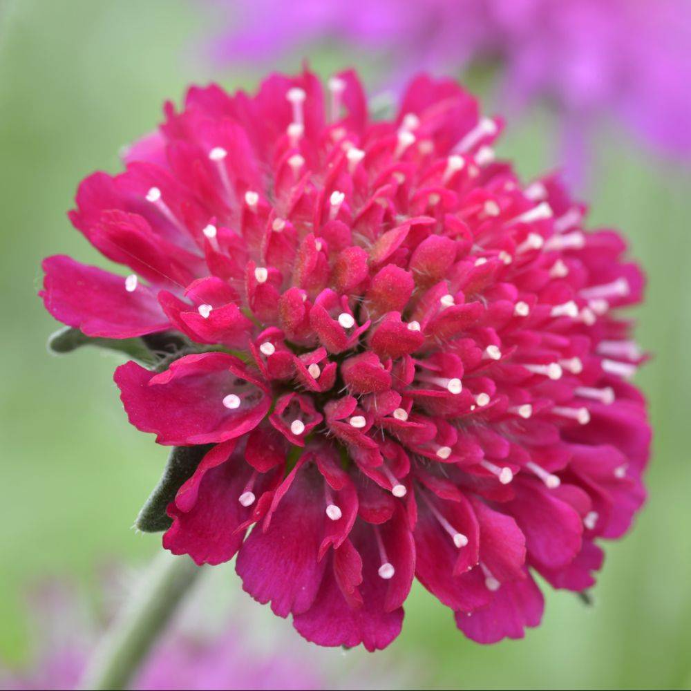 Knautia macedonica red knight