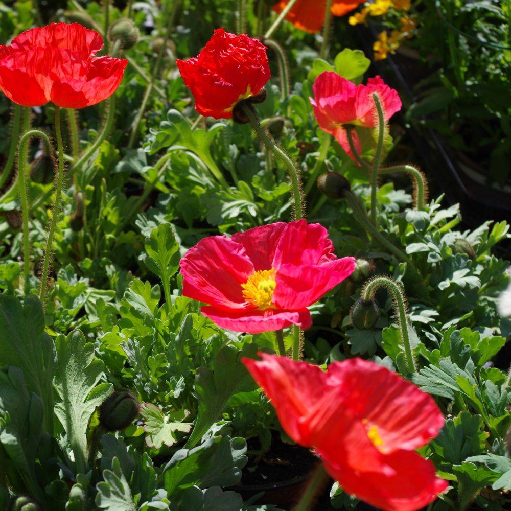 Pavot d'Islande - Papaver nudicaule lot de 3 - Image 8