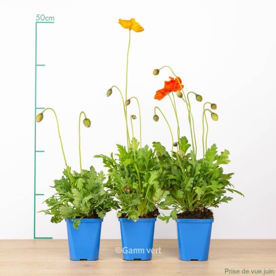 Pavot d'Islande - Papaver nudicaule lot de 3 - Image 6