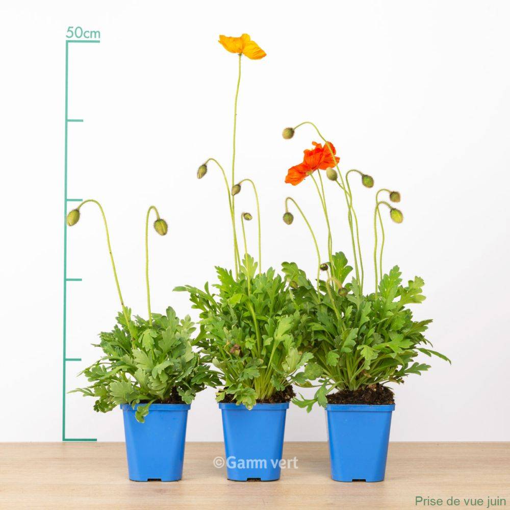 Pavot d'Islande - Papaver nudicaule lot de 3 - Image 6