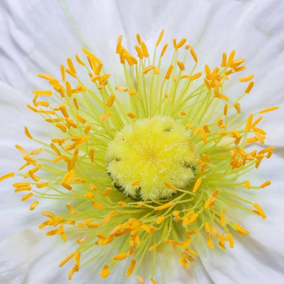 Pavot d'Islande - Papaver nudicaule lot de 3 - Image 7