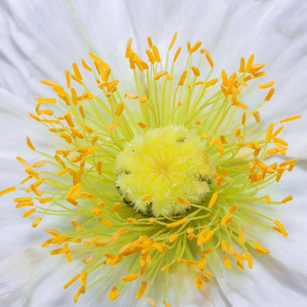 Pavot d'Islande - Papaver nudicaule lot de 3 - Image 7