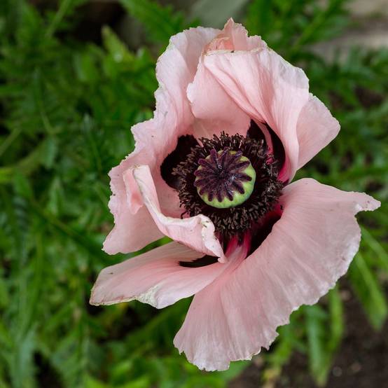Papaver orientalis rose lot de 3 - Image 4