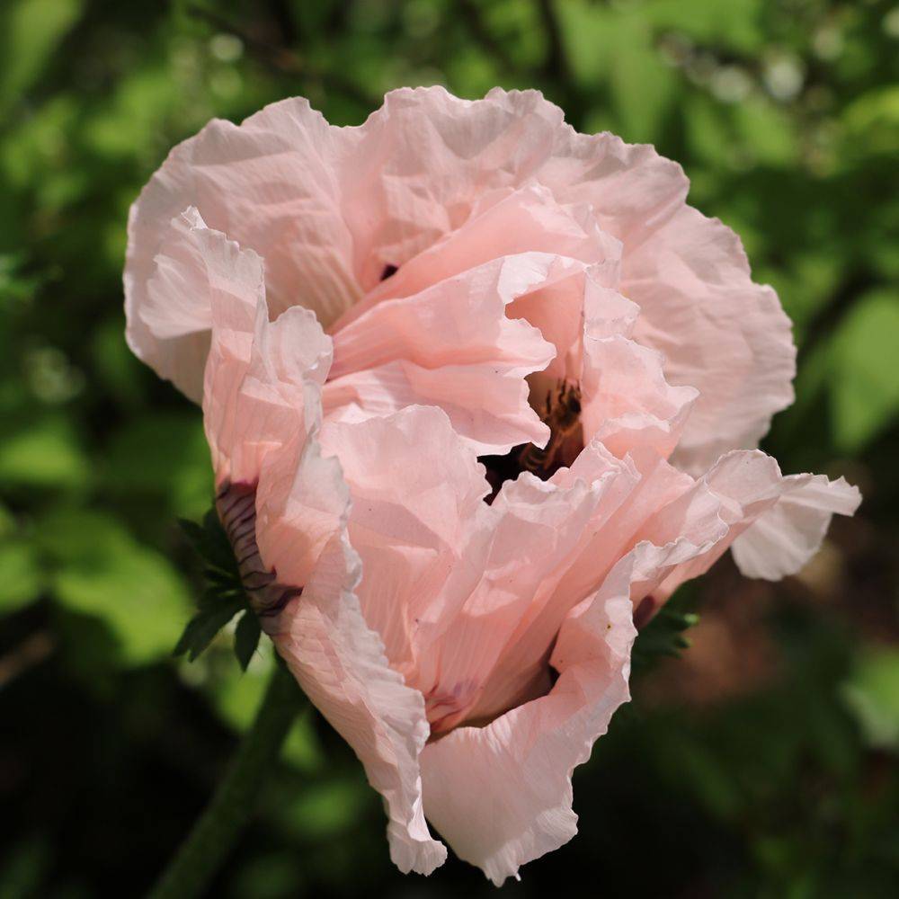 Papaver orientalis rose lot de 3 - Image 3