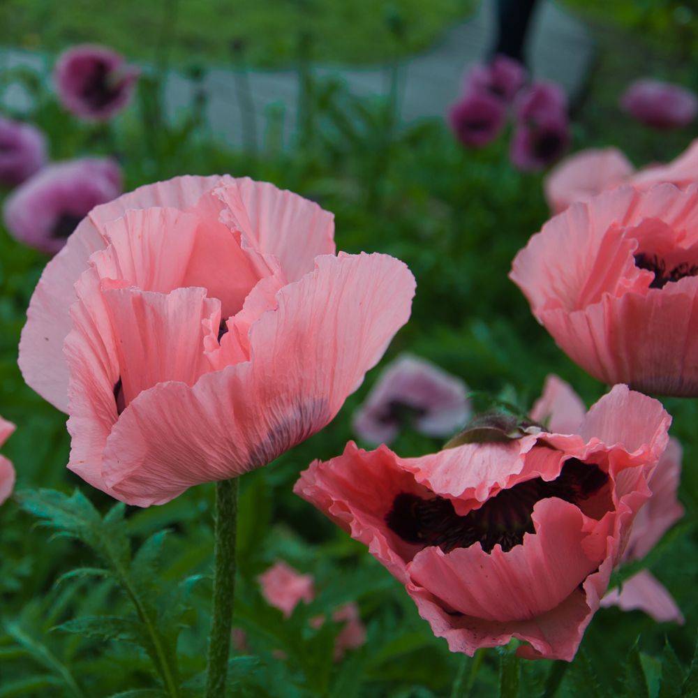Papaver orientalis rose lot de 3 - Image 5