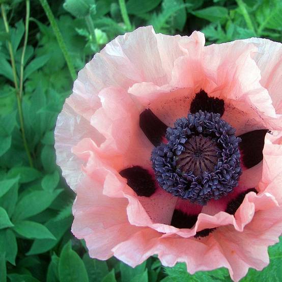 Papaver orientalis rose lot de 3 - Image 2