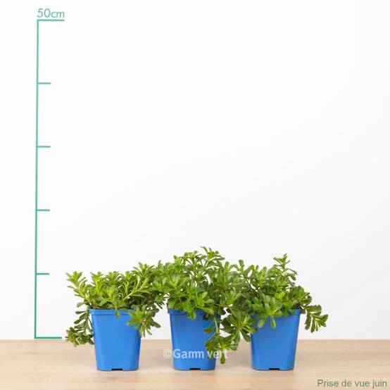 Sedum floriferum weihenstephaner gold lot de 3 - Image 2