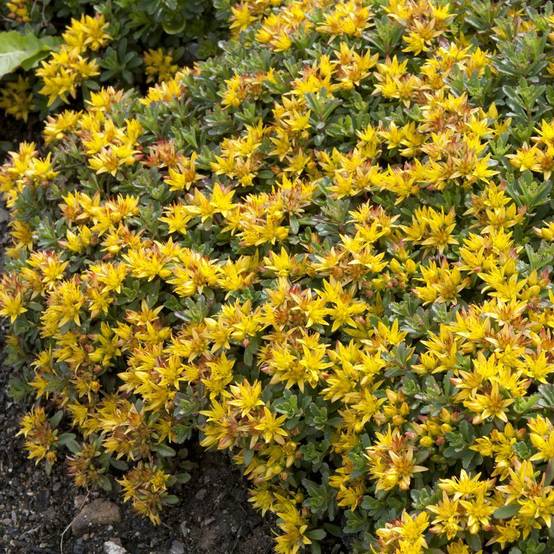 Sedum floriferum weihenstephaner gold lot de 3 - Image 1