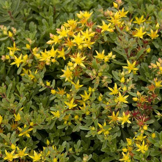 Sedum floriferum weihenstephaner gold lot de 3 - Image 3