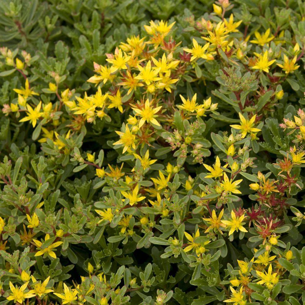 Sedum floriferum weihenstephaner gold lot de 3 - Image 3