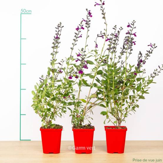 Sauge grahamii violette lot de 3 - Image 1
