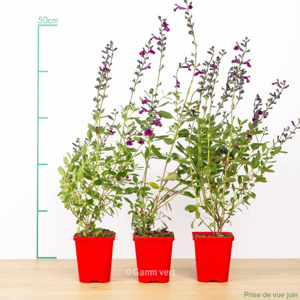Sauge grahamii violette lot de 3 - Image 1