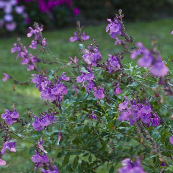 Sauge grahamii violette lot de 3 - Image 2