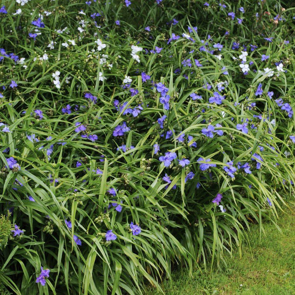 Tradescantia andersoniana bleu clair lot de 3 - Image 2