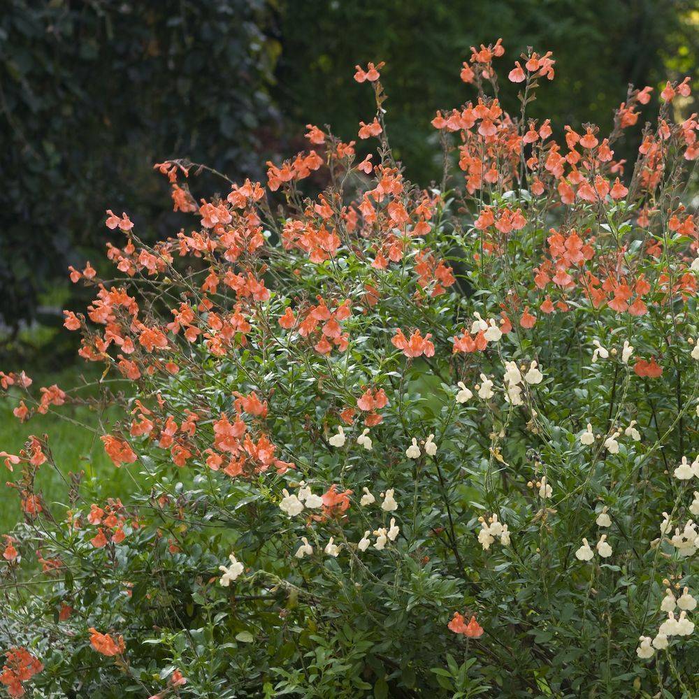 Sauge microphylla orange