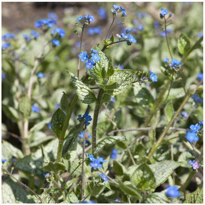 Brunnera Silver Heart - Image 1