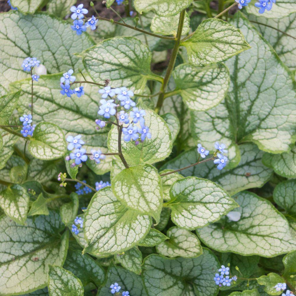Brunnera Silver Heart - Image 2