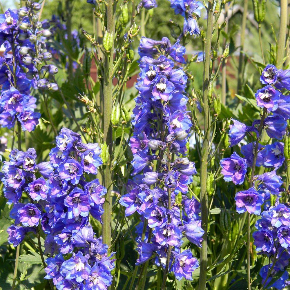 Delphinium Dark Blue - Pied d'alouette