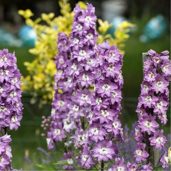 Pied d'Alouette 'Astolat' - Delphinium hybride Pacific Giant - Image 3