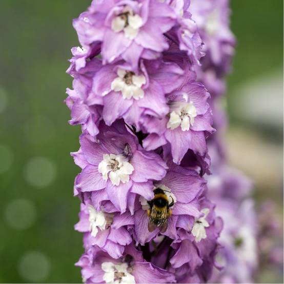 Pied d'Alouette 'Astolat' - Delphinium hybride Pacific Giant - Image 2
