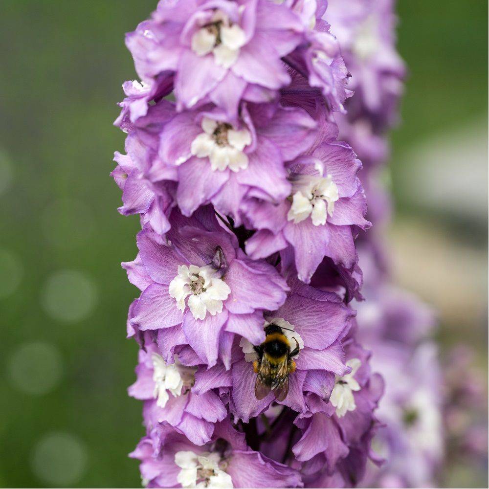 Pied d'Alouette 'Astolat' - Delphinium hybride Pacific Giant - Image 2