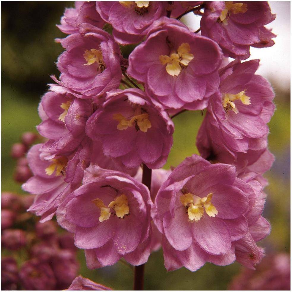 Pied d'Alouette 'Astolat' - Delphinium hybride Pacific Giant - Image 4