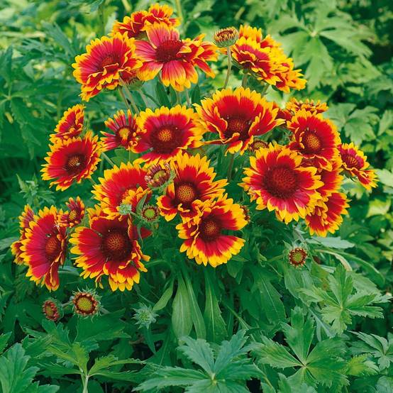 Gaillarde 'Royale' - Image 2