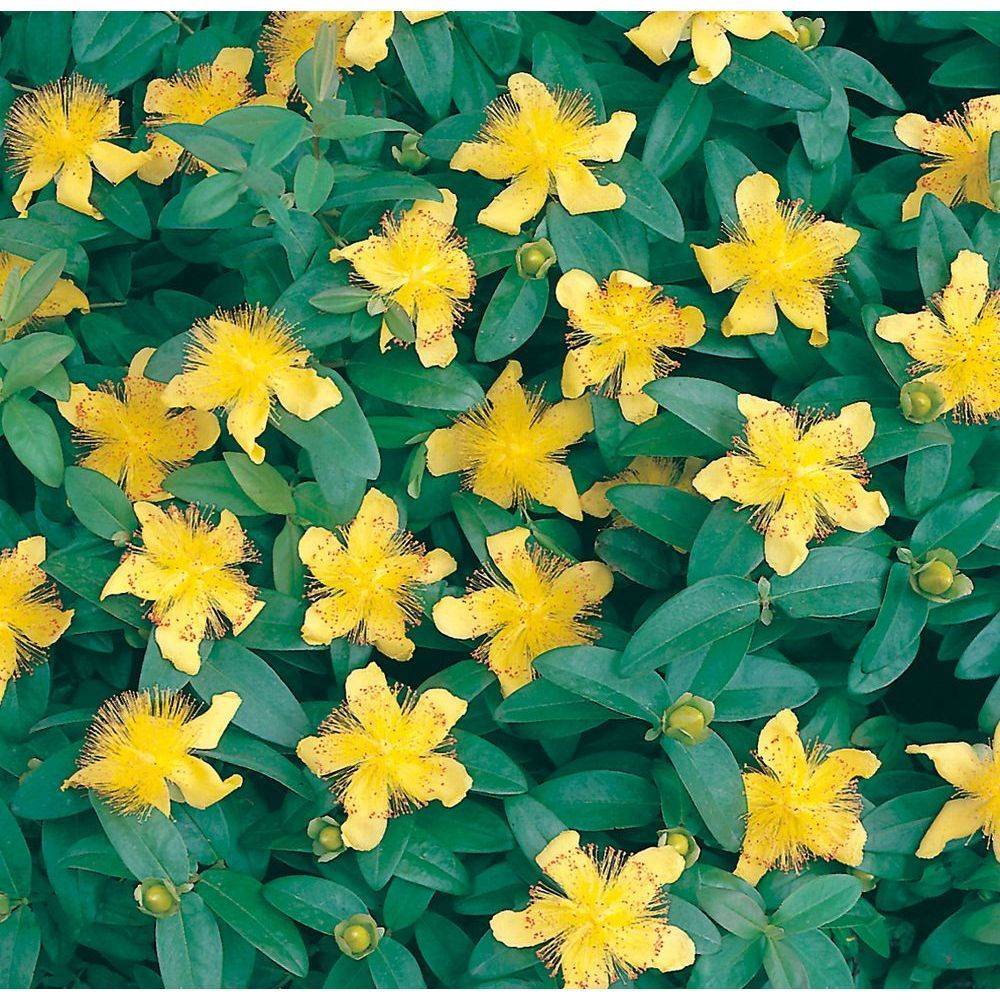 Millepertuis - Hypericum calycinum - Image 2