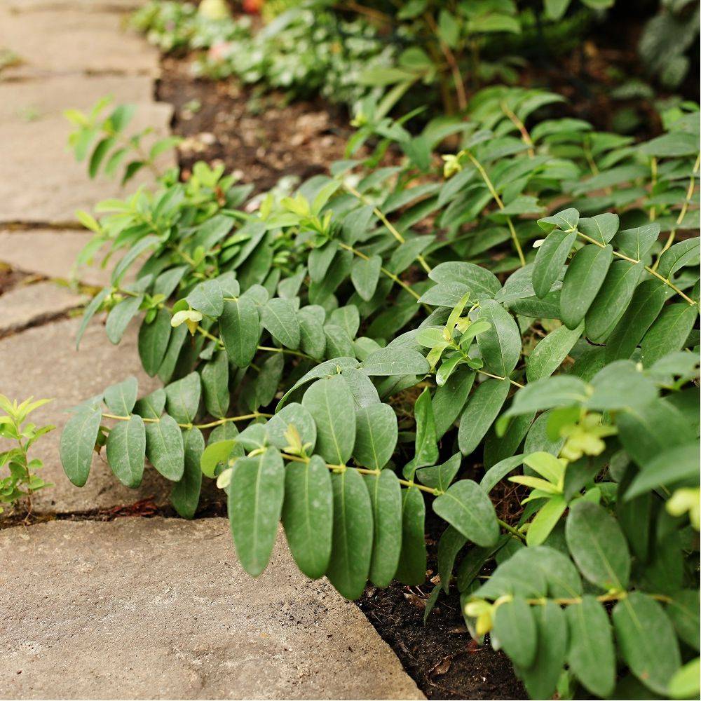 Millepertuis - Hypericum calycinum - Image 6