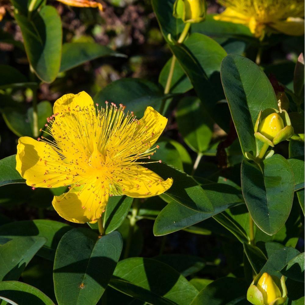 Millepertuis - Hypericum calycinum - Image 1