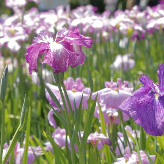 Iris des berges Rose Queen - Iris ensata - Image 1