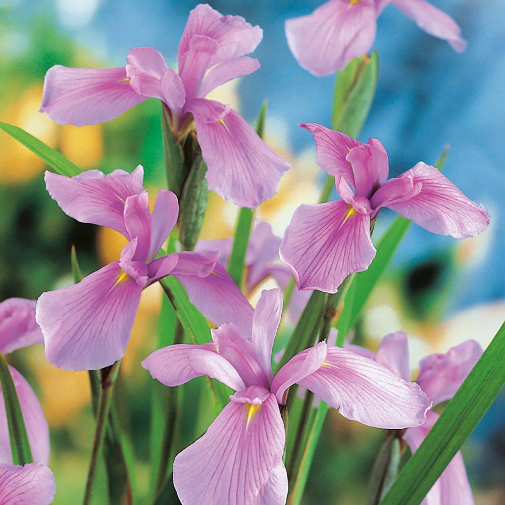 Iris des berges Rose Queen - Iris ensata - Image 2