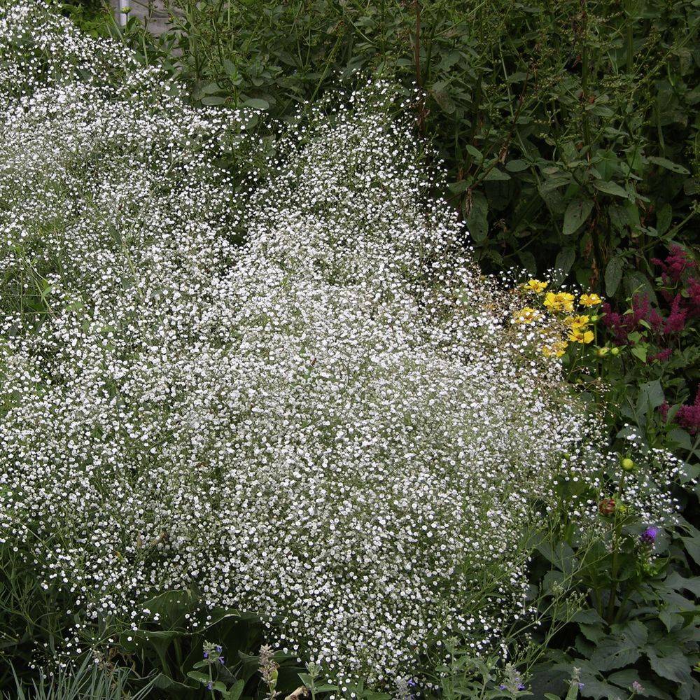 Gypsophila paniculata lot de 3 - Image 2