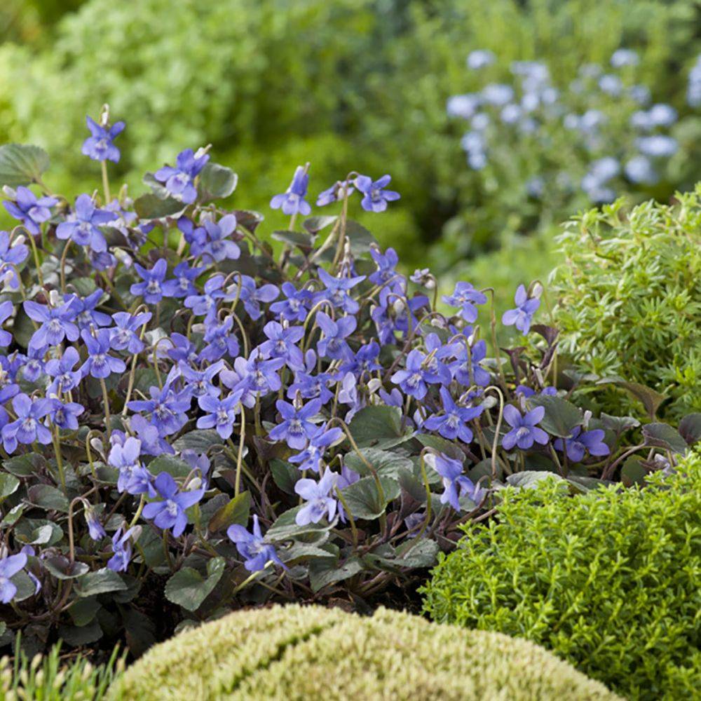Violette du Labrador - Viola labradorica - Image 1
