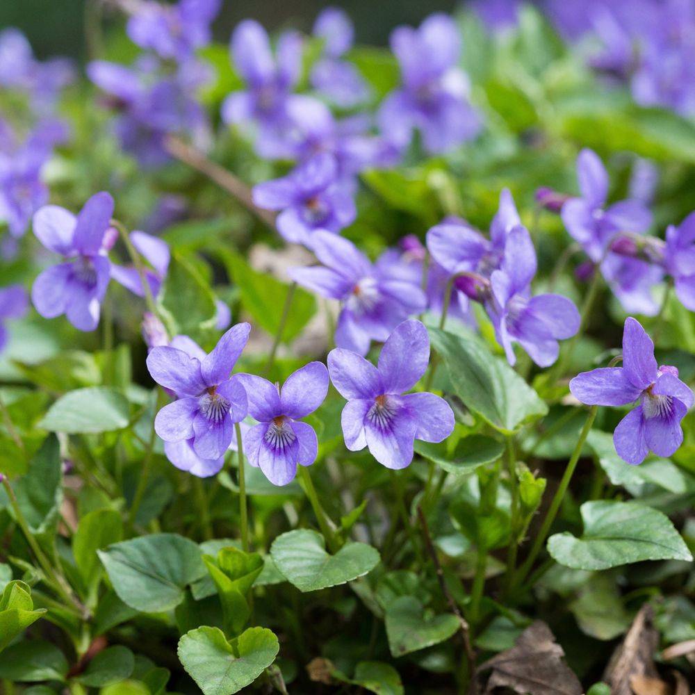Violette du Labrador - Viola labradorica - Image 2
