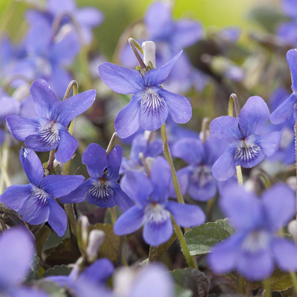Violette du Labrador - Viola labradorica - Image 3