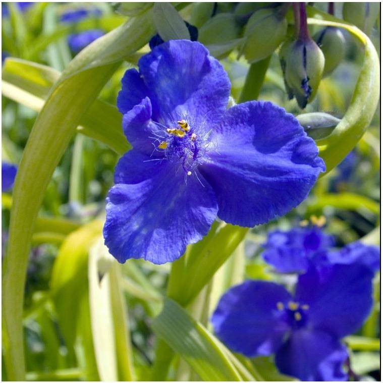 Tradescantia 'Sweet Kate' lot de 3 - Image 3