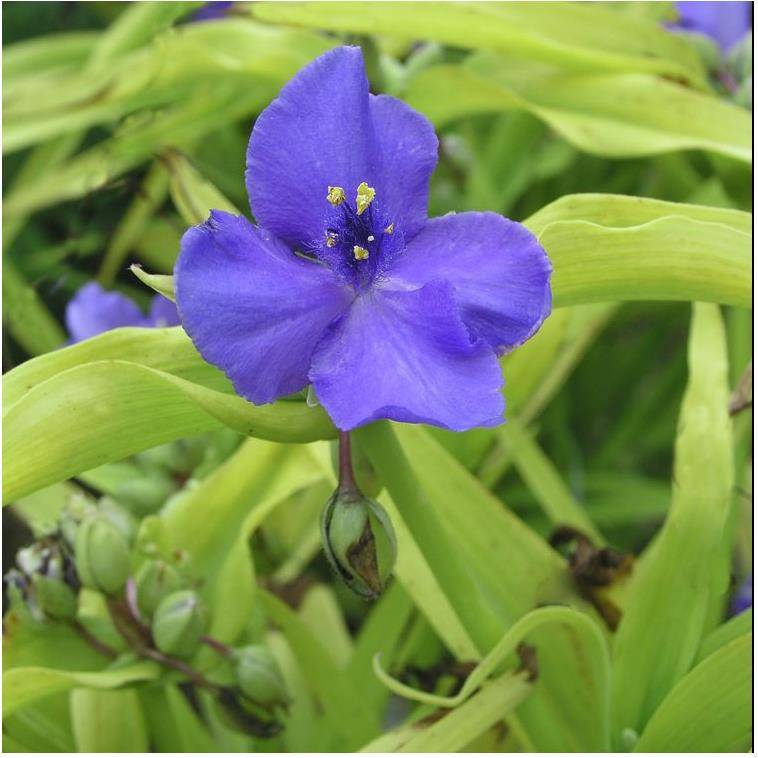 Tradescantia 'Sweet Kate' lot de 3 - Image 1