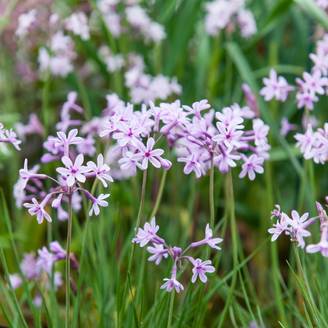 Tulbaghia Purple eye®