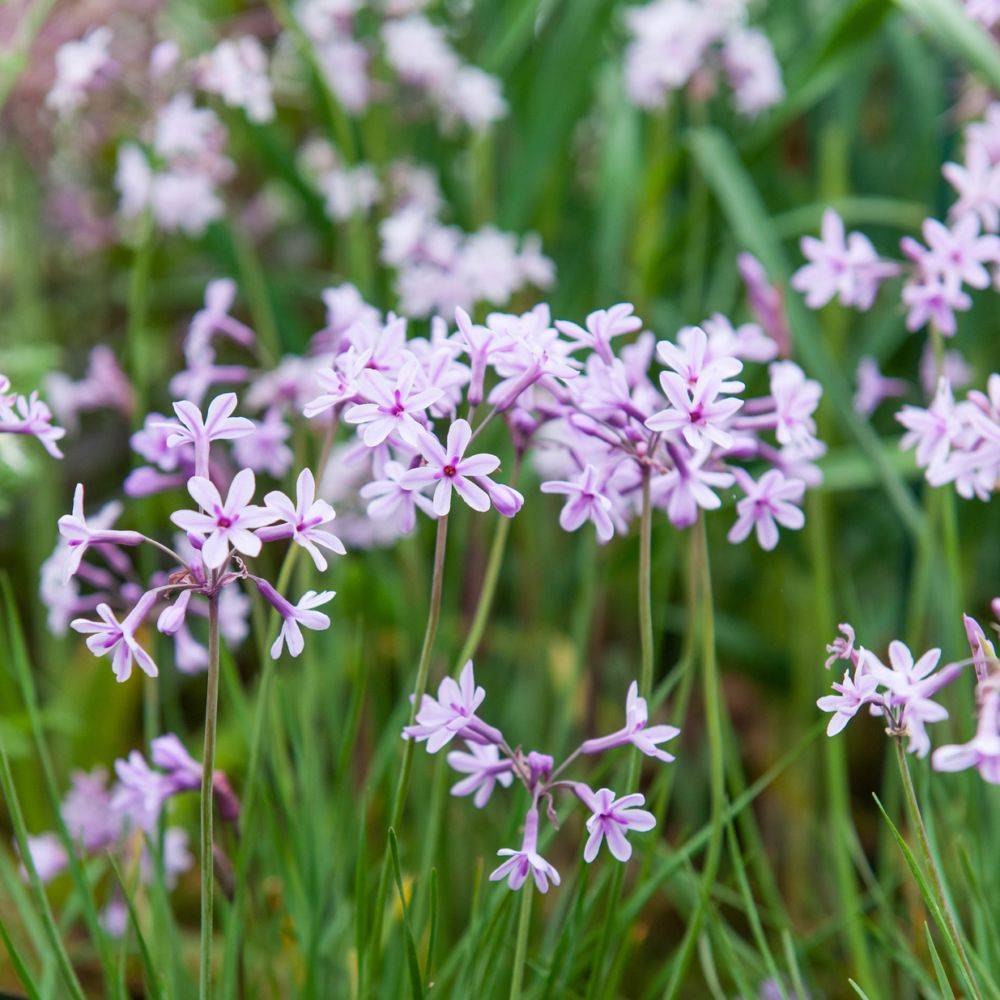 Tulbaghia Purple eye®