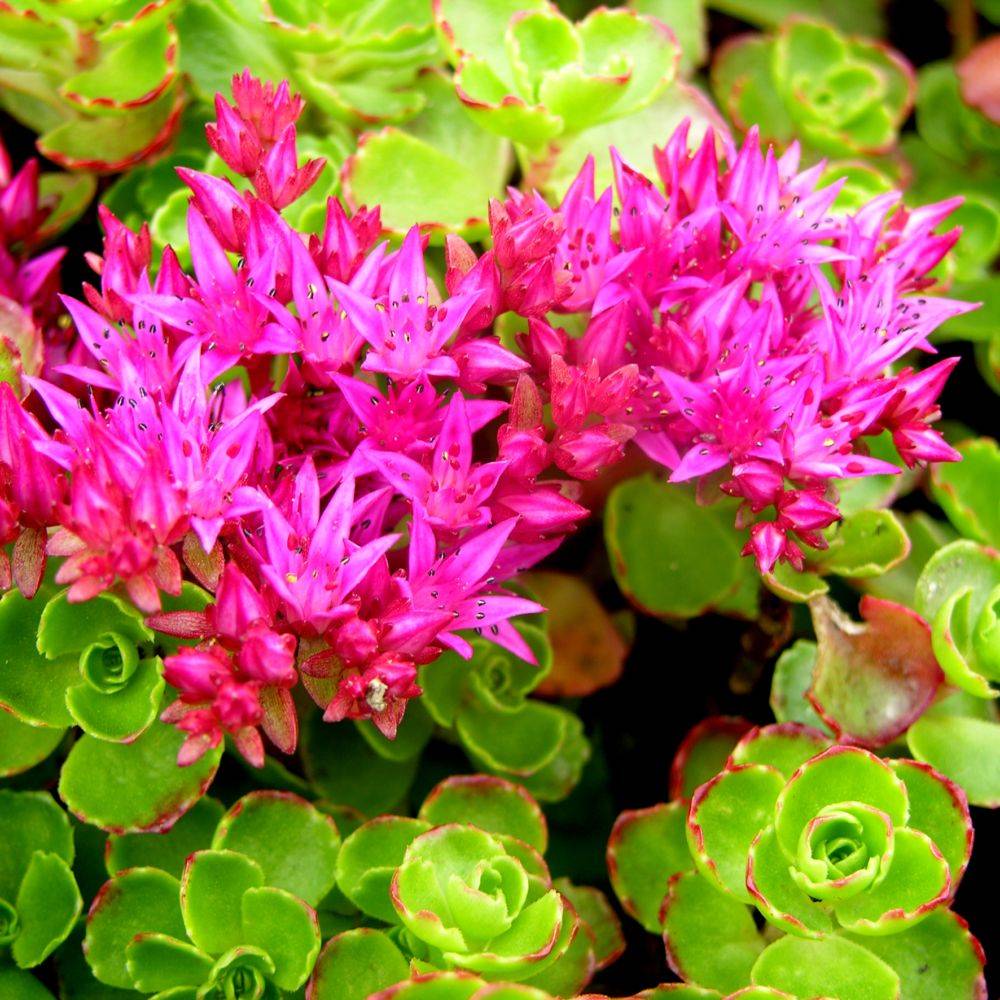 Sedum spurium John Creech - Orpin rouge lot de 3