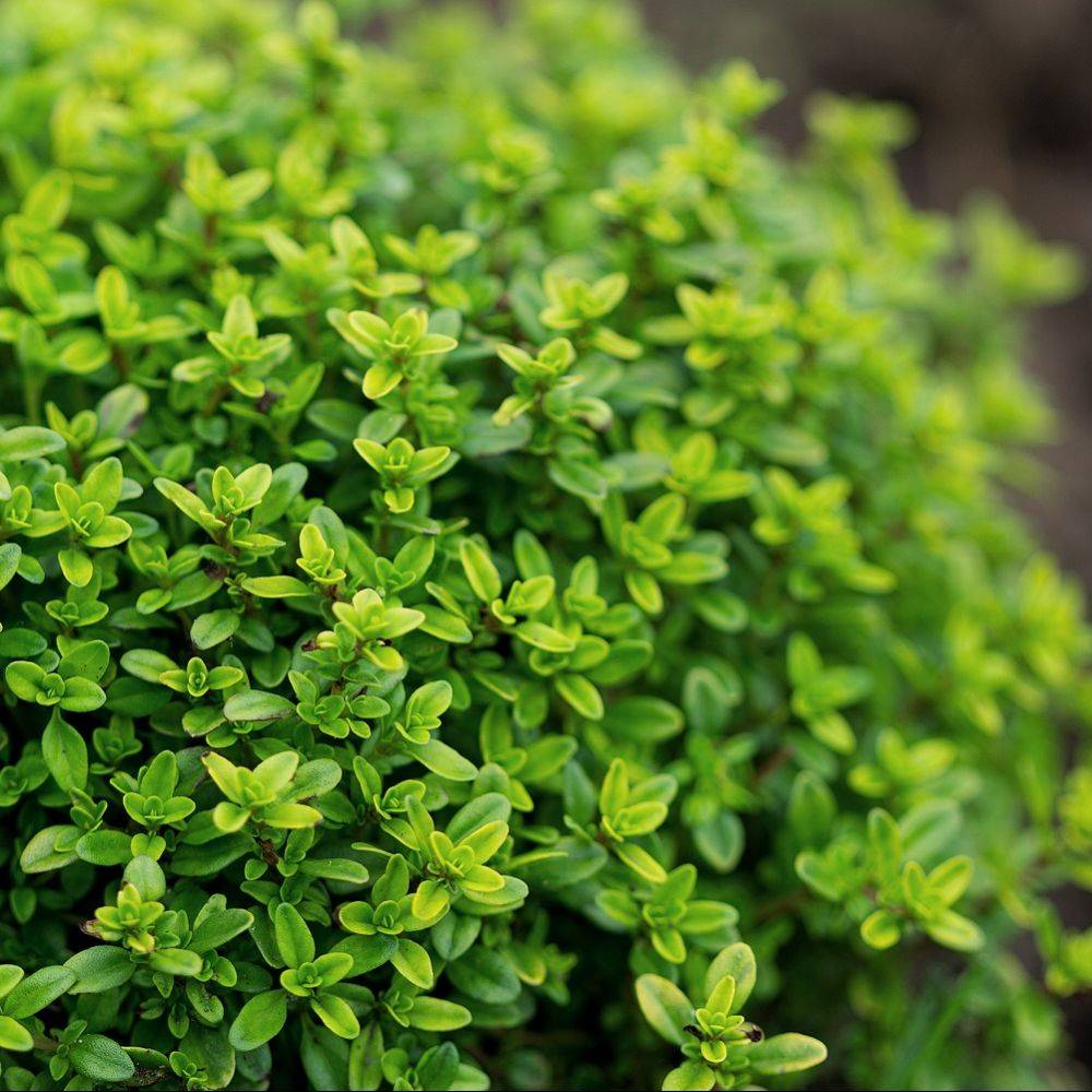 Thym citron - Image 4