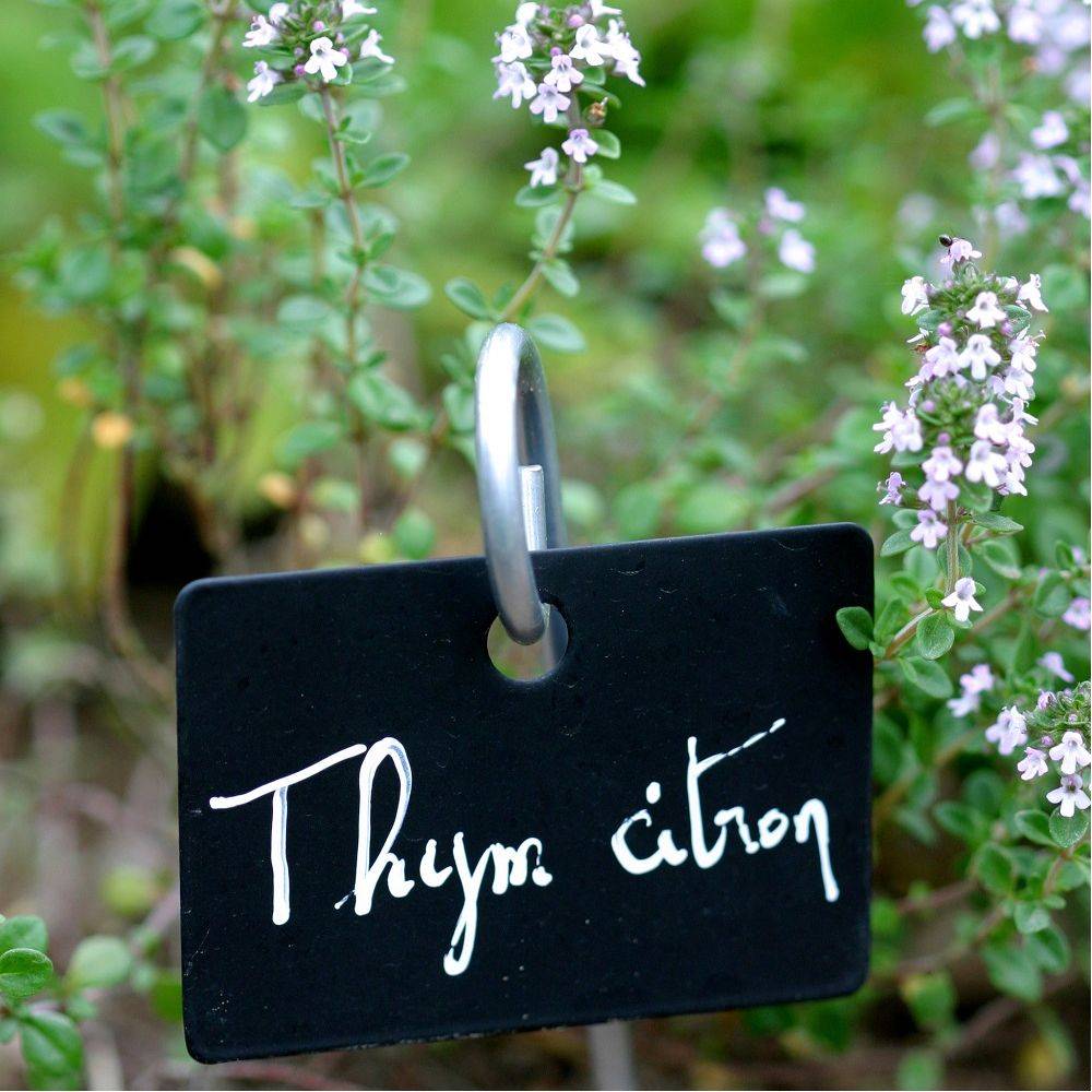 Thym citron